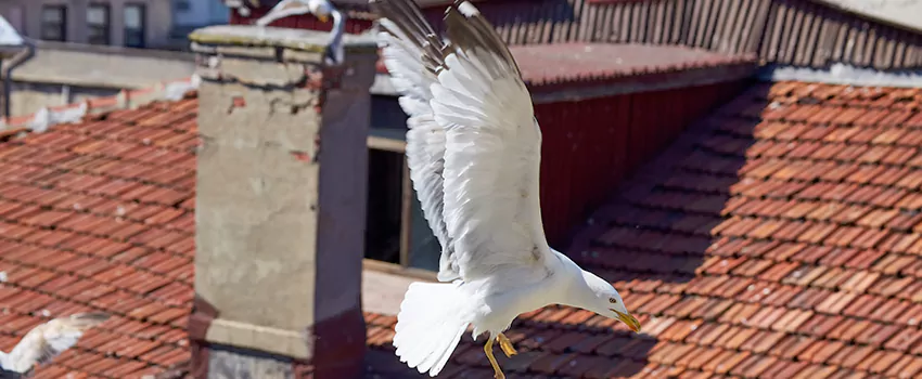 Residential Chimney Animal Removal Solution in North Augusta, SC